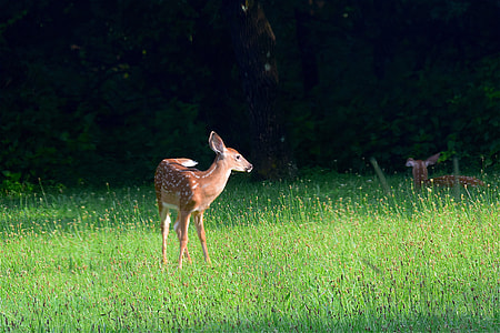 brown deer standing on green grass thumbnail