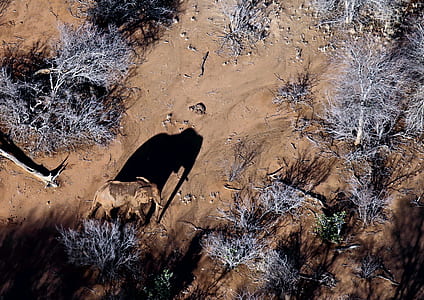 bird's eye view of elephant on ground thumbnail