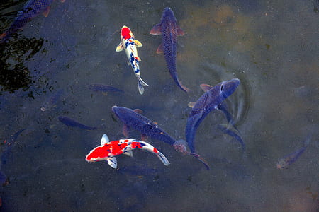 koi fishes swimming on body of water thumbnail