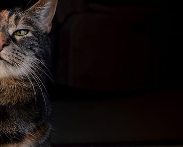 black and gray cat closeup photography thumbnail