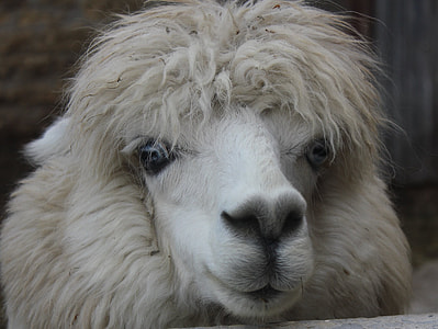 white Sheep close-up photo during daytime thumbnail