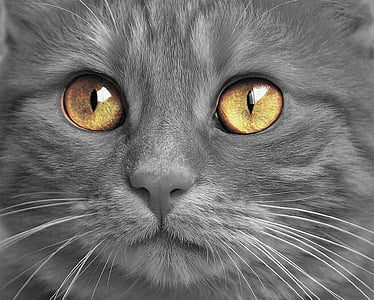 closeup photo of grey cat thumbnail