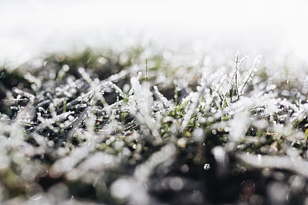 Frost covered grass in the morning thumbnail