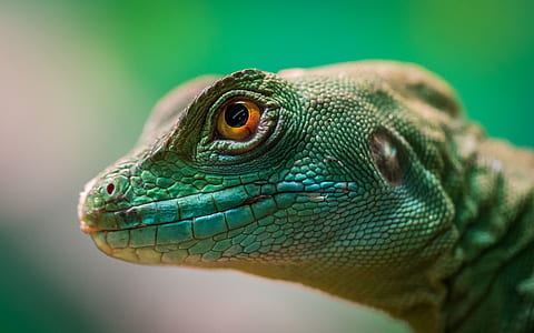 closeup photo of green lizard thumbnail