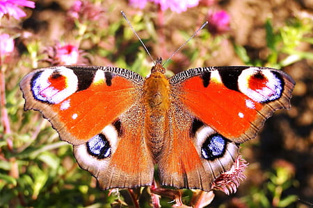 multicolored peacock butterfly close-up photography thumbnail