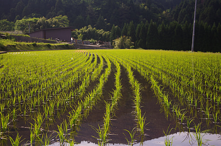 farm field during daytime thumbnail