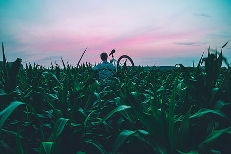 man carrying his bicycle in the middle of corn plants thumbnail