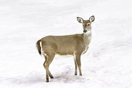 grey deer standing on snow field thumbnail