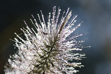 close-up photo of green pine leaf thumbnail