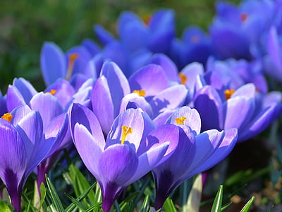 purple petaled flower thumbnail