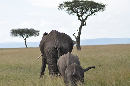 elephant walking towards tree thumbnail