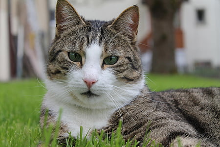 brown tabby cat lying on green grass during daytime thumbnail