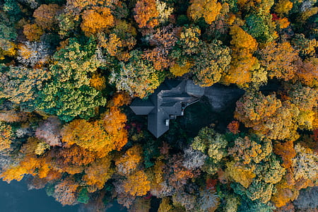 aerial photography of house surrounded with trees thumbnail