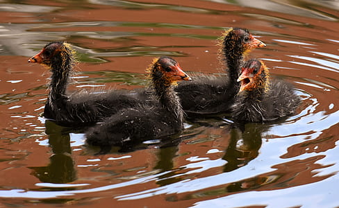 four black chick swimming on body of water thumbnail