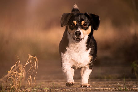 shallow focus photography of dog thumbnail