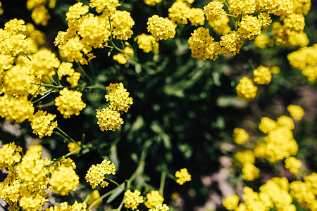 Small yellow flowers thumbnail