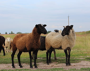 herd of sheep on grass field thumbnail