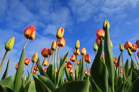 low angle of red-and-yellow tulip field thumbnail