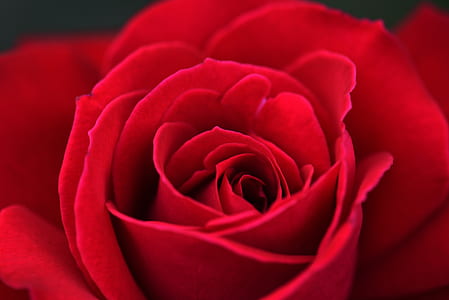 Red Roses thumbnail