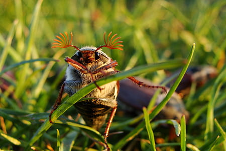 brown beetle on green grass in close-up photography thumbnail