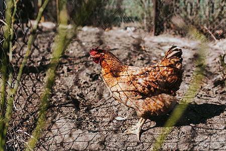 Animals on a farm thumbnail