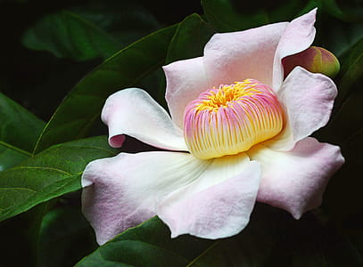 close shot of pink flower thumbnail