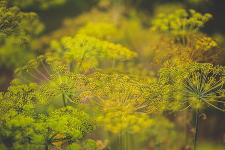 shallow focus photography of green flowers thumbnail