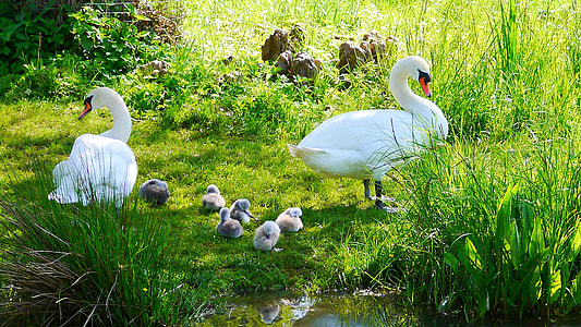 two white Cygnini standing on grass fields thumbnail