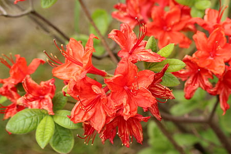 red flowers in shallow-focus shot thumbnail