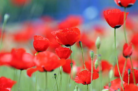 selective focus photo of red poppy flowers thumbnail