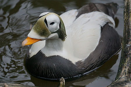 white and black swan floating on water thumbnail