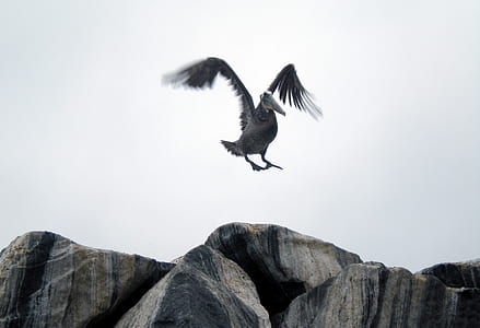 gray pelican flying near rock formaton thumbnail