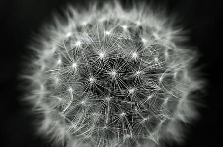 closeup view of dandelion thumbnail