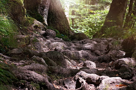 landscape photo of treess thumbnail
