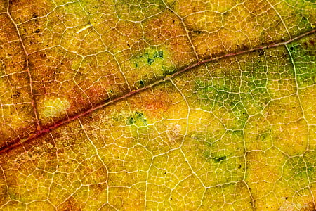 orange, green, and yellow leaf thumbnail