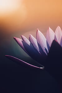 selective focus photography of pink flower thumbnail