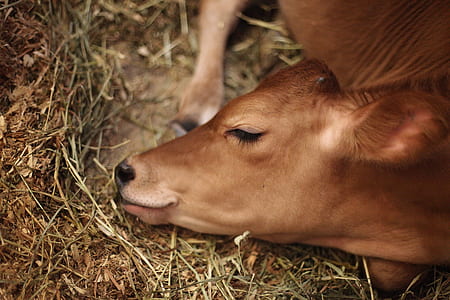 landscape, animal, farm, brown thumbnail