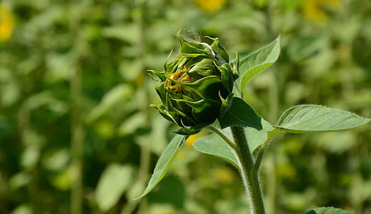 selective focus photo of unbloomed sunflower thumbnail