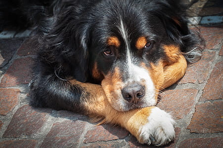 bricks, animal, dog, pet thumbnail