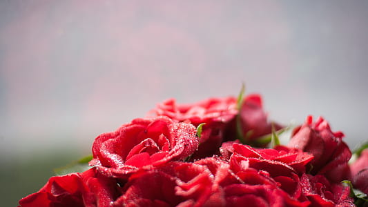 red flowers thumbnail