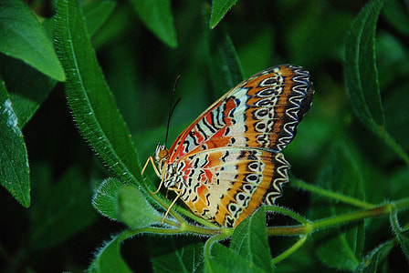 orange lacewing butterfly perching on green leaf in close-up photography thumbnail