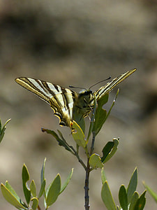 Papilio Machaon, Machaon thumbnail