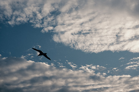 Seagull and clouds thumbnail