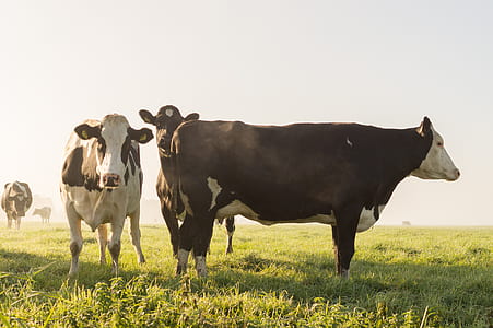 black-and-white cows standing on grass during daytime thumbnail
