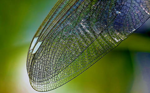 dragonfly wing in self-focus photography thumbnail