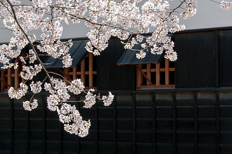 white flowers lot thumbnail