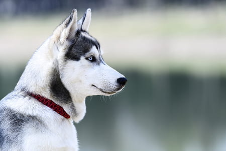 selective focus photography Siberian husky thumbnail