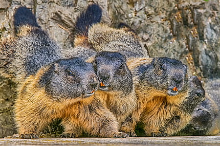 three hamsters on ground thumbnail