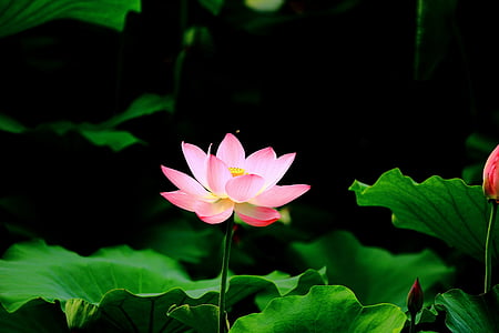 selective focus photography of pink lutos flower thumbnail