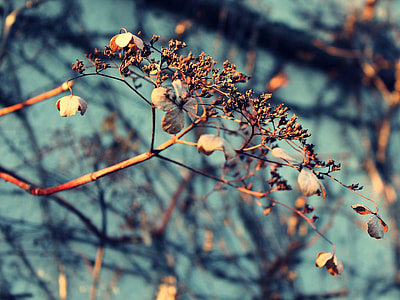 withered leaves on tree twigs in selective focus photography during daytime thumbnail